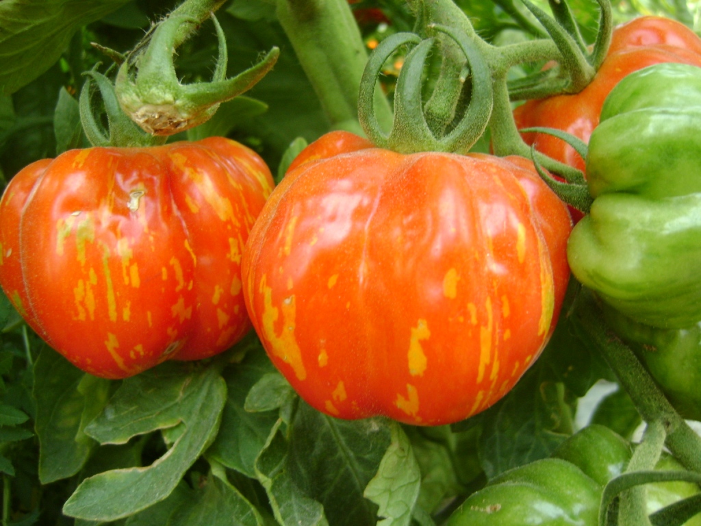 De belles tomates de jardin.